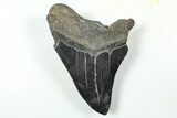 Partial Fossil Megalodon Tooth - Serrated Blade #376019-1